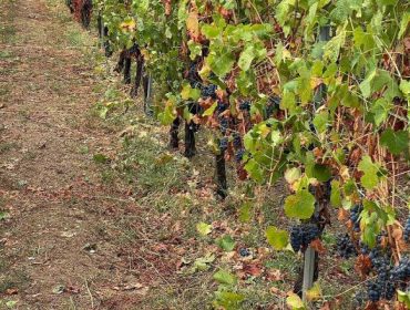 Os viticultores da DO Ribeiro tras o pedrazo: “Hai parcelas nas que se vai perder toda a colleita”