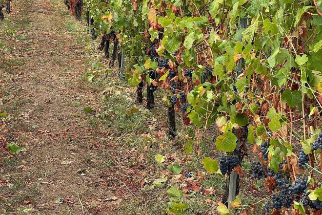Os viticultores da DO Ribeiro tras o pedrazo: “Hai parcelas nas que se vai perder toda a colleita”