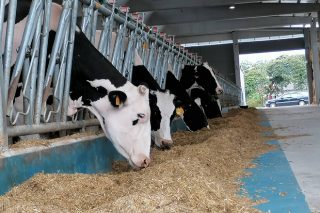Xornada sobre o uso do medicamento veterinario e ordenación de granxas bovinas