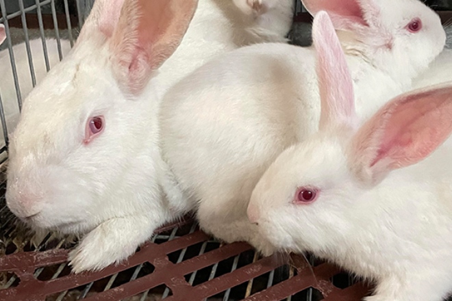 De Heus lanza un novo programa nutricional para a cría de coellos centrado na saúde intestinal