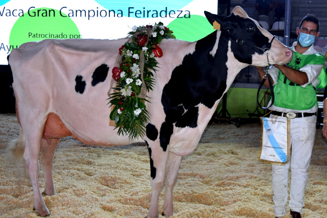 Vaca Gran Campiona FEFRIGA 2021 no certame celebrado en Feiradeza