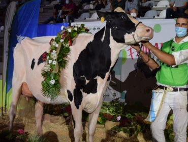 “É a vaca Gran Campiona de Galicia porque é un animal moi completo e moderno”
