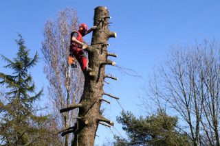 Curso en Ribadeo sobre poda de árbores en altura