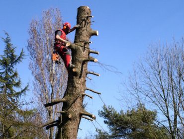 A Xunta ofrece formación en técnicas de gabeo, desprazamentos e traballos en altura nas árbores