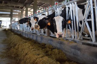 As industrias lácteas pechan contratos á baixa ata o outono