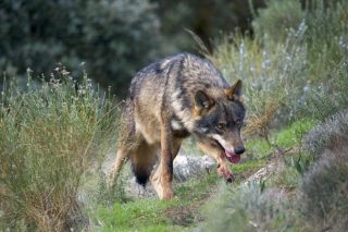 A Comisión Europea recomenda revisar o estatus de protección do lobo para adaptalo a cada rexión