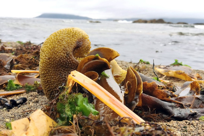 O Campus Terra desenvolve insumos agrícolas con algas mariñas para cultivos en ecolóxico