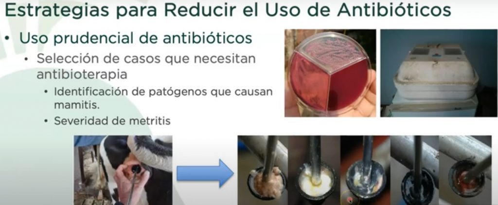 Angel Abuelo estrategia reducion antibioticos