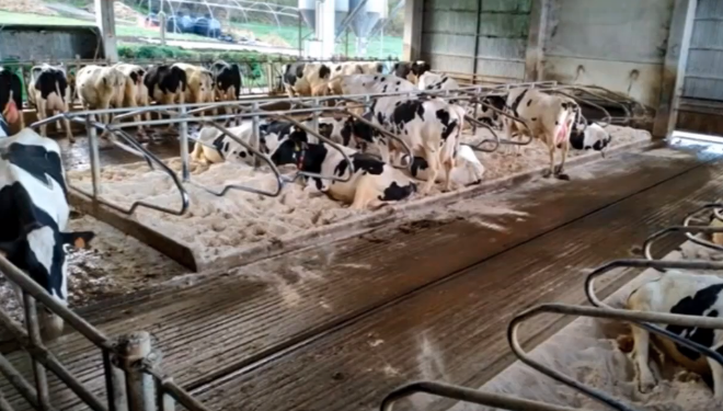 El sistema de cubículos de 3 filas puede generar más estrés en las vacas secas.