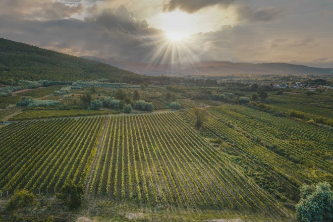 A DO Monterrei colleita máis de 6,2 millóns de quilos de uva na campaña 2021
