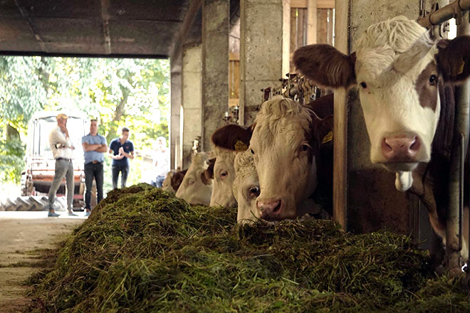 Interior del establo de una granja familiar de Austria | Agrotour 2021