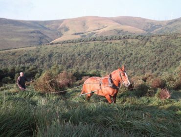 Tracción animal moderna para a conservación de hábitats na Serra do Xistral