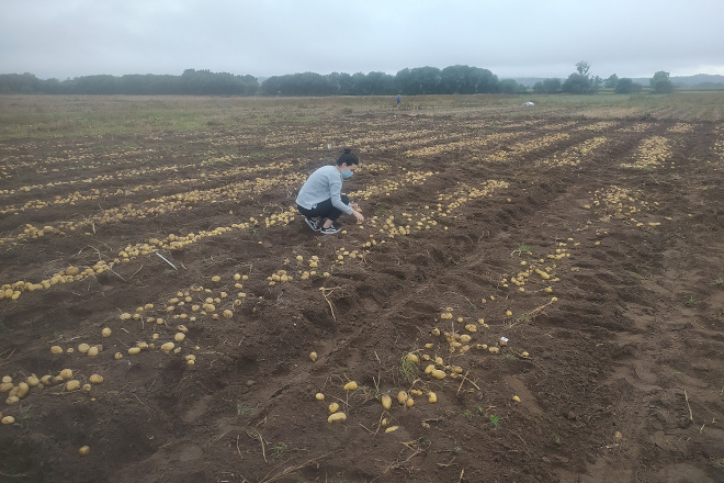 O Centro de Desenvolvemento Agrogandeiro do Inorde e Neiker colaboran na investigación de futuras variedades de pataca