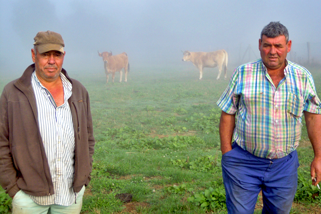 José Mon e Alberto López, os dous socios asalariados da SAT, xunto ao gando un día de néboa na montaña de Lugo