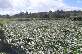 Balance dos danos provocados polo temporal nas fincas de millo forraxeiro