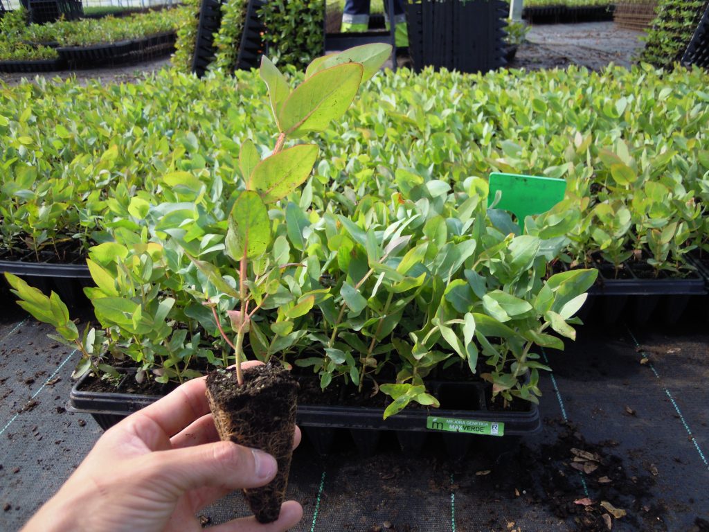 Planta de eucalipto nítens Max Verde, con mayor resistencia a la mycosphaerella