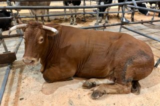 Prezo récord por unha vaca de raza Rubia Galega en Silleda: 5627 euros