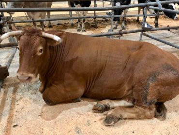 Prezo récord por unha vaca de raza Rubia Galega en Silleda: 5627 euros