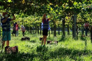 A D.O Rías Baixas alcanza un récord histórico de cantidade de uva recollida