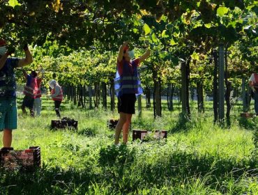 A D.O Rías Baixas alcanza un récord histórico de cantidade de uva recollida