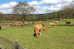 Vacas rubias pastando nos pastos da gandaría Cabanelas Inversiones