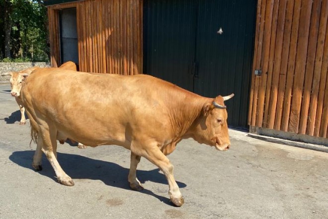Vacas rubias de la ganadería Cabanelas Inversiones