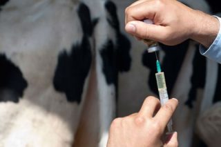“A redución de antibióticos en vacún no 2022 foi moi positiva”