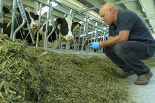 “Un bo silo de herba é a forma máis económica e razoable de subir a graxa no leite”