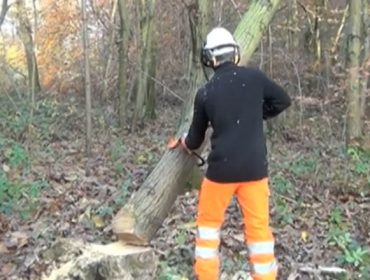 Recomendacións preventivas de actuación ante árbores apoiadas enganchadas