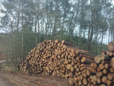 O vindeiro mes adxudicaranse 17.000 toneladas de madeira procedente de Pontevedra nunha poxa pública en liña