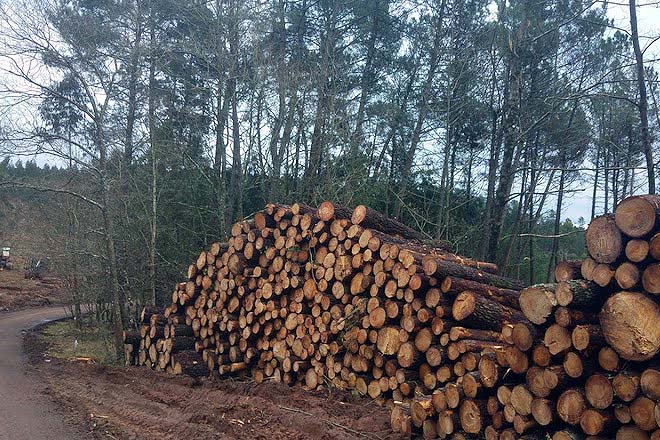 El próximo mes se adjudicarán 17.000 toneladas de madera procedente de Pontevedra en una subasta pública online