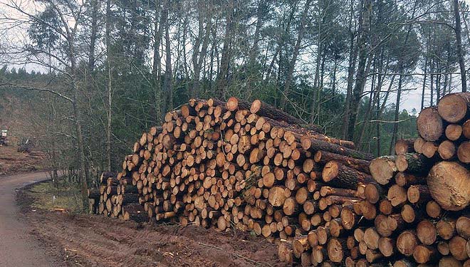 La cadena de la madera alcanza un récord de facturación en el 2022, con alrededor de 2.800 millones de euros