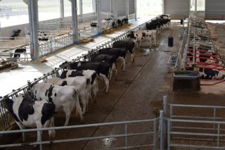 Xornada en Lugo sobre os retos do sector lácteo