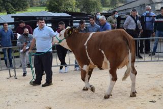 Resultados da primeira subasta de vacas e xovencas de raza fleckvieh celebrada en Galicia