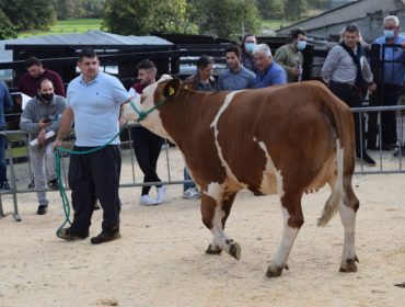 Resultados da primeira subasta de vacas e xovencas de raza fleckvieh celebrada en Galicia