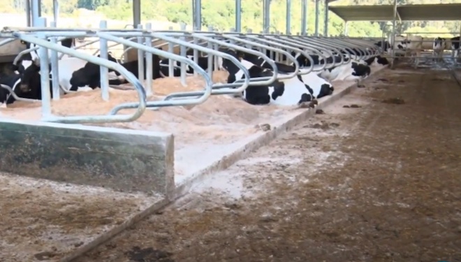 pasillos amplos para as vacas secas en cubiculos_seragro