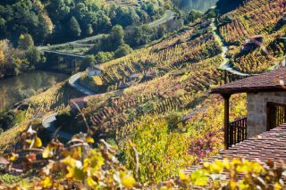 A variabilidade do viñedo, o gran reto para a dixitalización da viticultura en Galicia