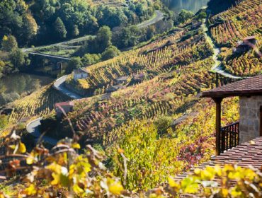 A variabilidade do viñedo, o gran reto para a dixitalización da viticultura en Galicia