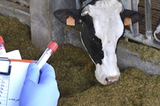 Seminario sobre mellora xenética nas ganderías de vacún de leite