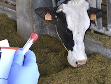 Hoxe comeza a nova campaña de vacinación gratuíta fronte á lingua azul para o gando bovino e ovino