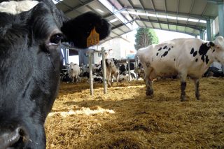 As granxas deberán contar cun plan de benestar animal elaborado polo seu veterinario