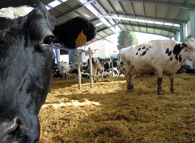 CASA MANOLON SC (Tineo) zona preparto vacas secas