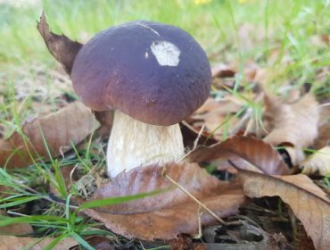 Xornada técnica sobre ordenación do aproveitamento dos cogumelos en Galicia