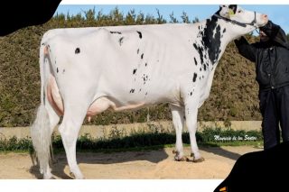 Promoción de embrións Holstein da gandaría con mellor ICO de España