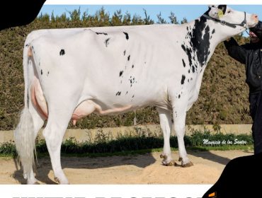 Promoción de embrións Holstein da gandaría con mellor ICO de España