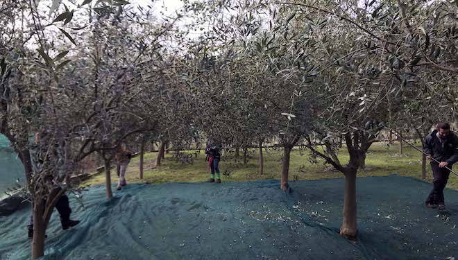 Aceites Abril incrementa un 15% a súa recollida de oliva galega