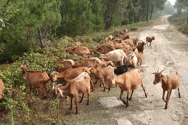 Cabras pastoreando nas beiras dunha pista forestal da comunidade de montes.