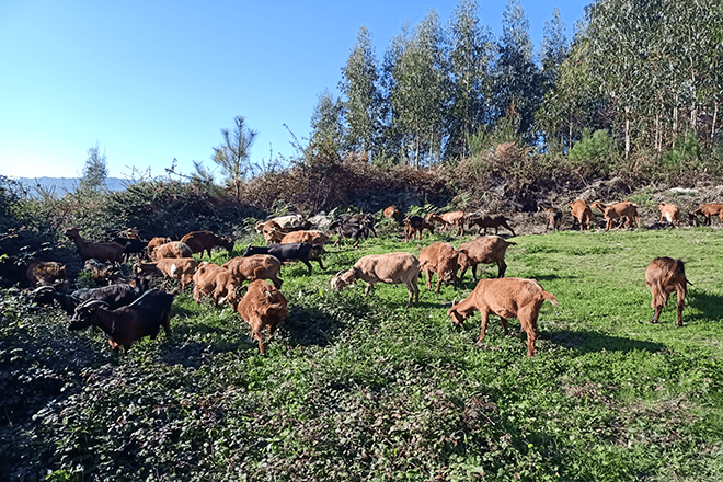 Como o monte veciñal de Meira repensou a súa gandería de cabras para facela viable
