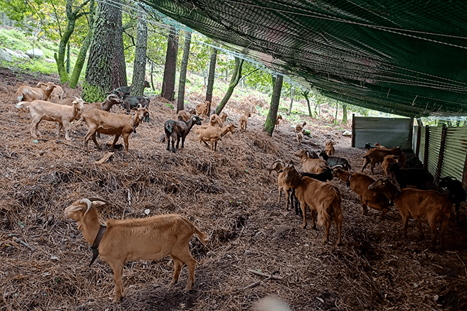 Las cabras del proyecto comunitario en su refugio