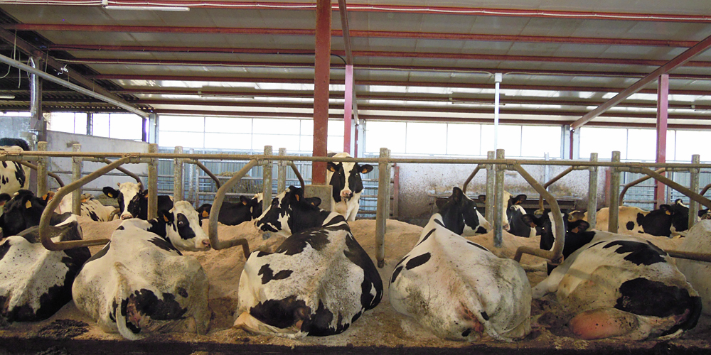 Vacas en produción na última das ampliacións, acometida o pasado ano